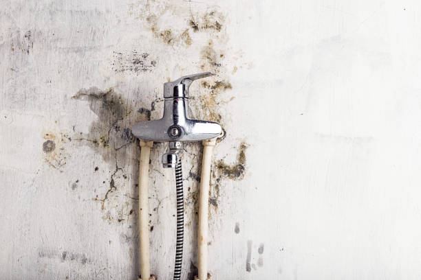 Best Professional Mold Removal  in Lincoln, ID