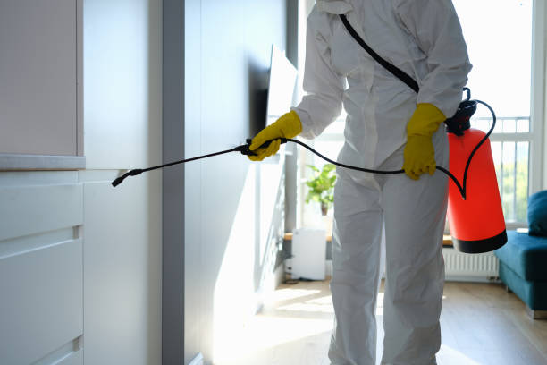 Best Local Mold Removal Service  in Lincoln, ID