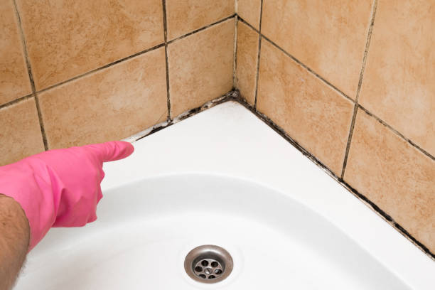 Professional Mold Removal in Lincoln, ID